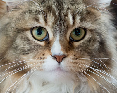 Maine Villas DD Kaleesii-Female Maine Coon Cat