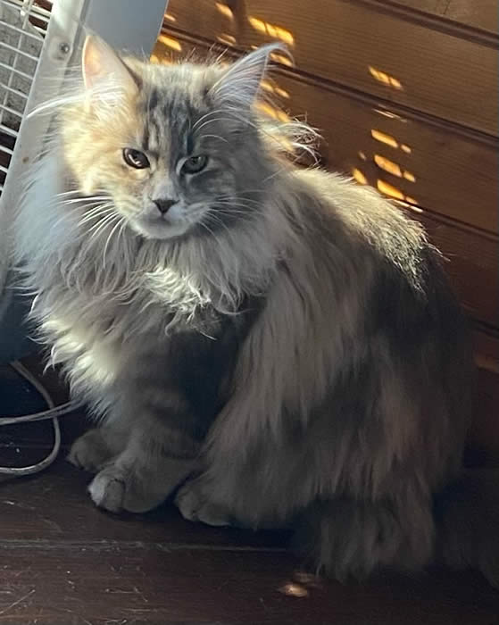 Maine coon cat female queen