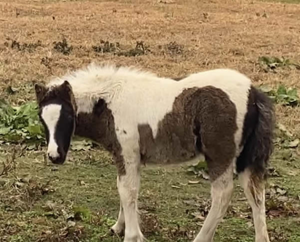 purebred mini gyspy horse blend