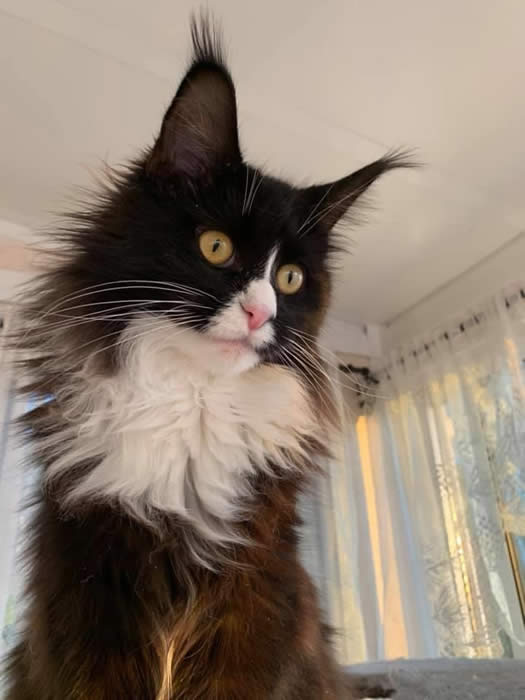 Maine coon cat female queen