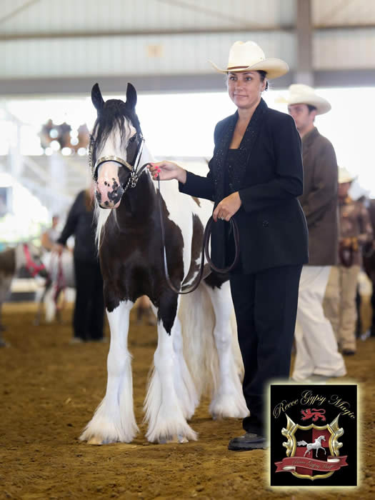 champion miniature horse stallion