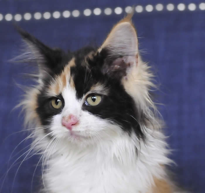 TITAN Maine coon cat female queen