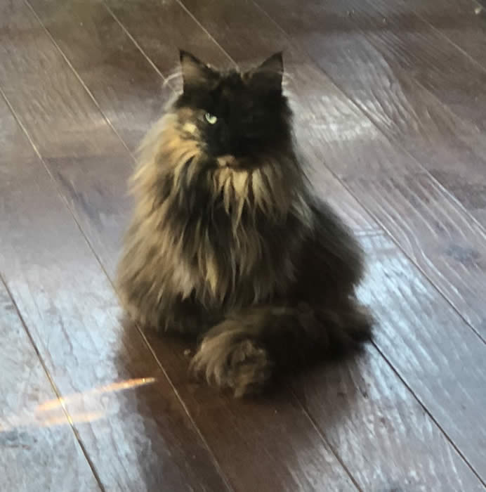 Maine Queen Coon Cat