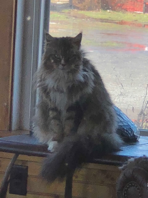 maine coon queen