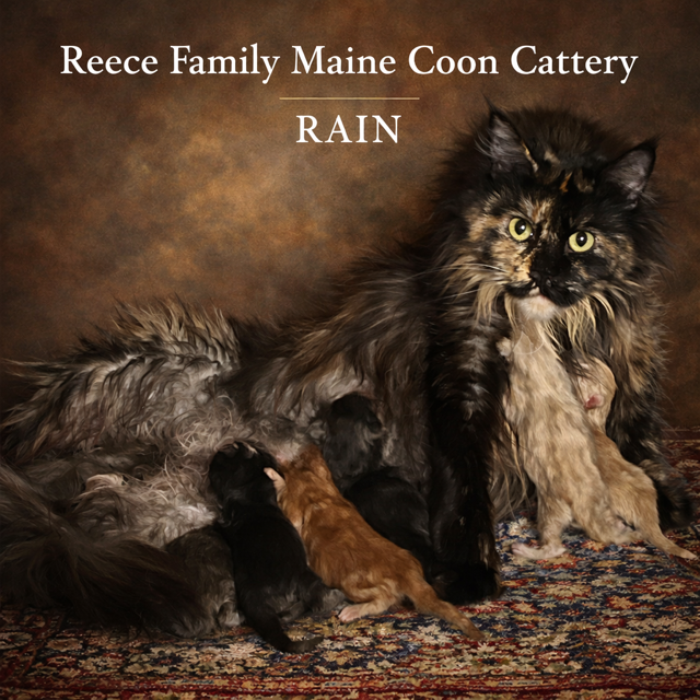 maine coon cat queen Maine coon cat female queen